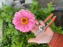 Load image into Gallery viewer, Zinnia Color Study for Summer #1: Bohemian Beaded Single 7.25&quot;
